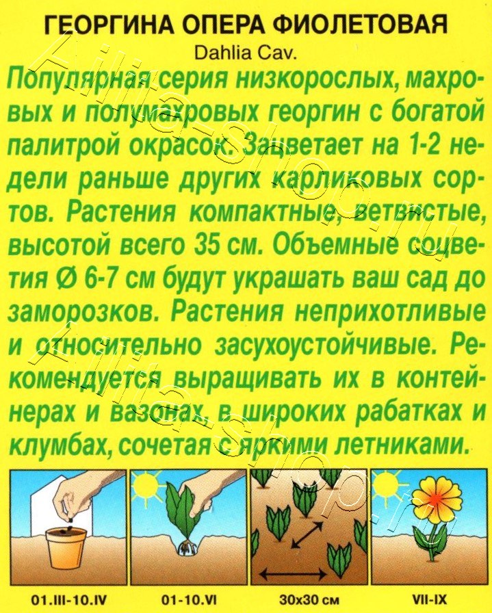 Георгина Опера фиолетовая 7шт