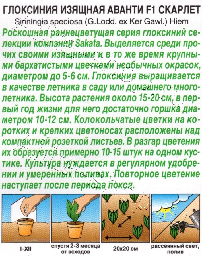 Глоксиния Аванти F1 скарлет 5шт