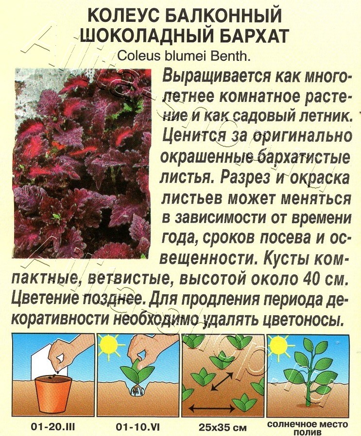 Колеус балконный Шоколадный бархат 5шт