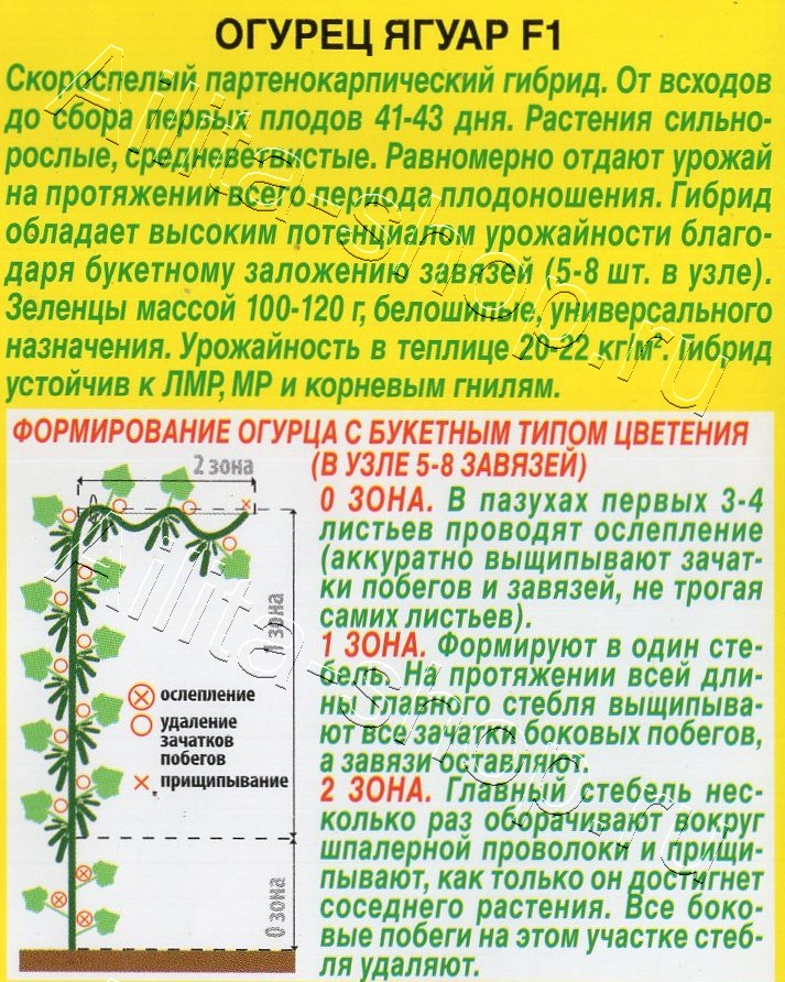Огурец Ягуар F1 10шт