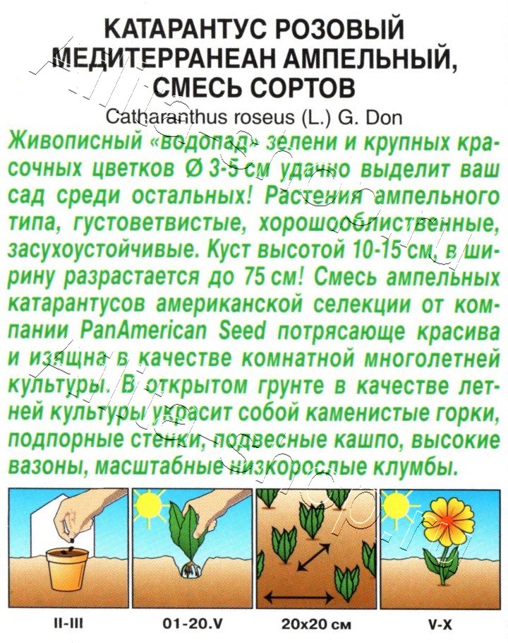 Катарантус ампельный Медитерранеан, смесь окрасок 5шт