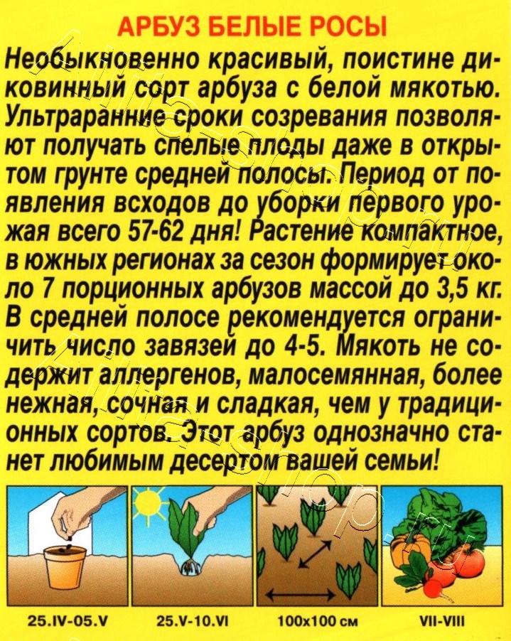 Арбуз Белые росы 5шт