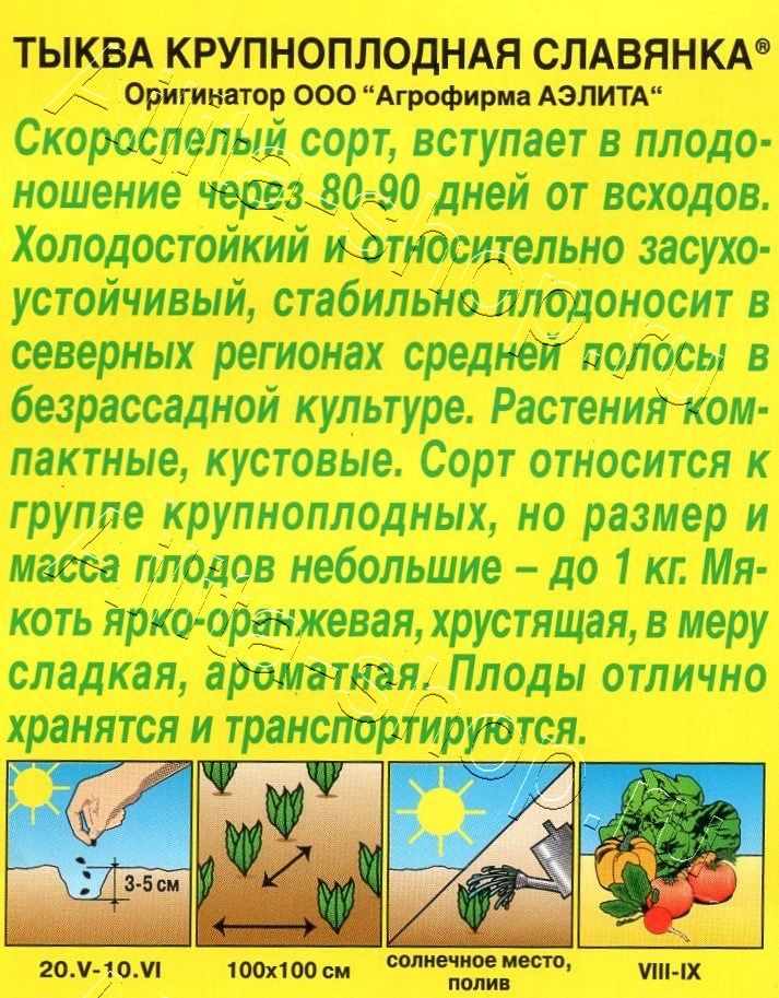 Тыква крупноплодная Славянка 1г