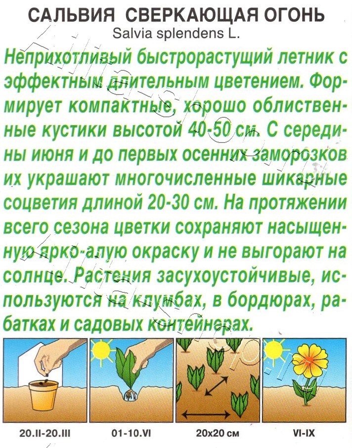 Сальвия сверкающая Огонь 0,05г