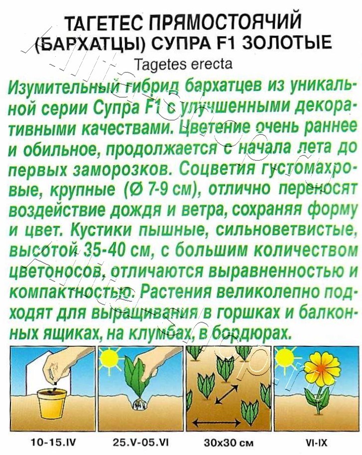Бархатцы Супра золотые F1 прямостоячие 7шт