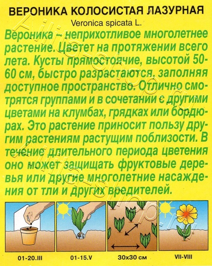 Вероника Лазурная 0,05г