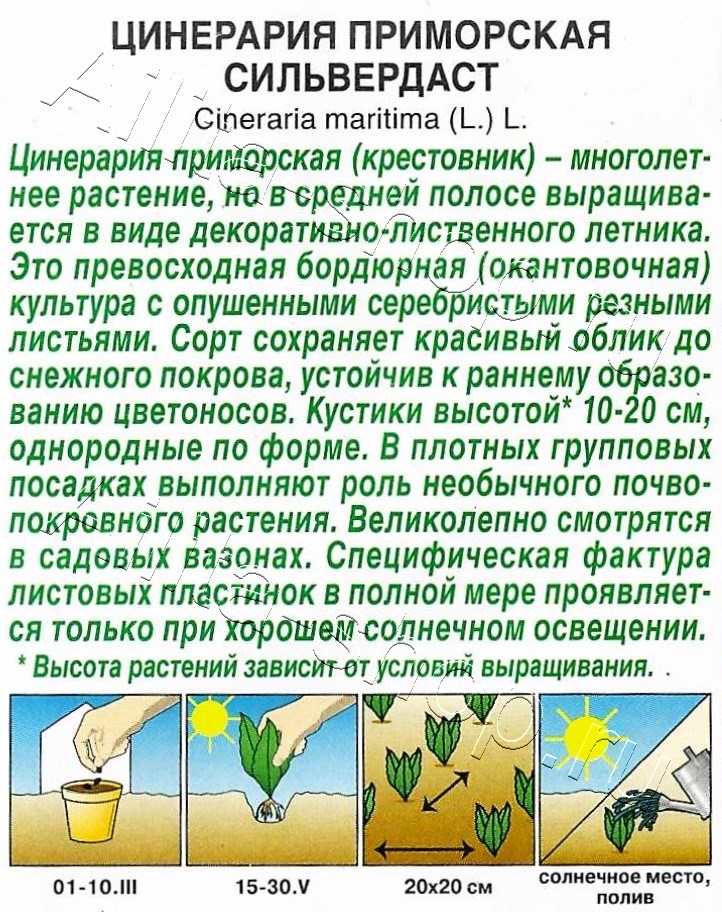 Цинерария Сильвердаст 0,05г