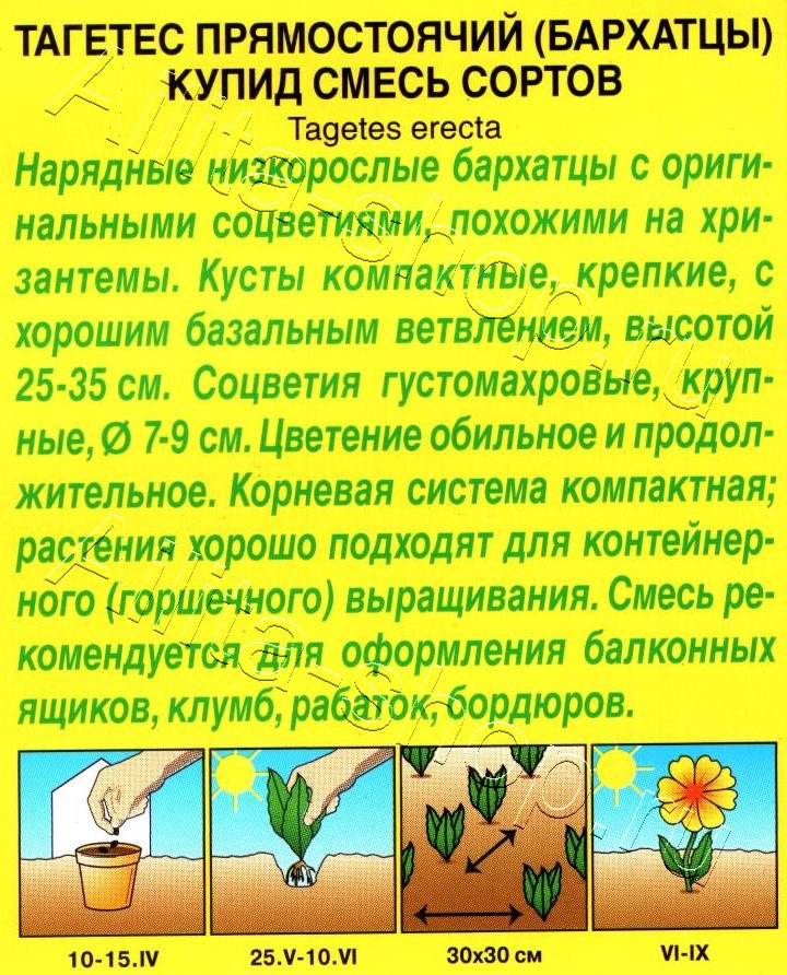 Бархатцы Купид хризантемовидные, смесь сортов 0,1г