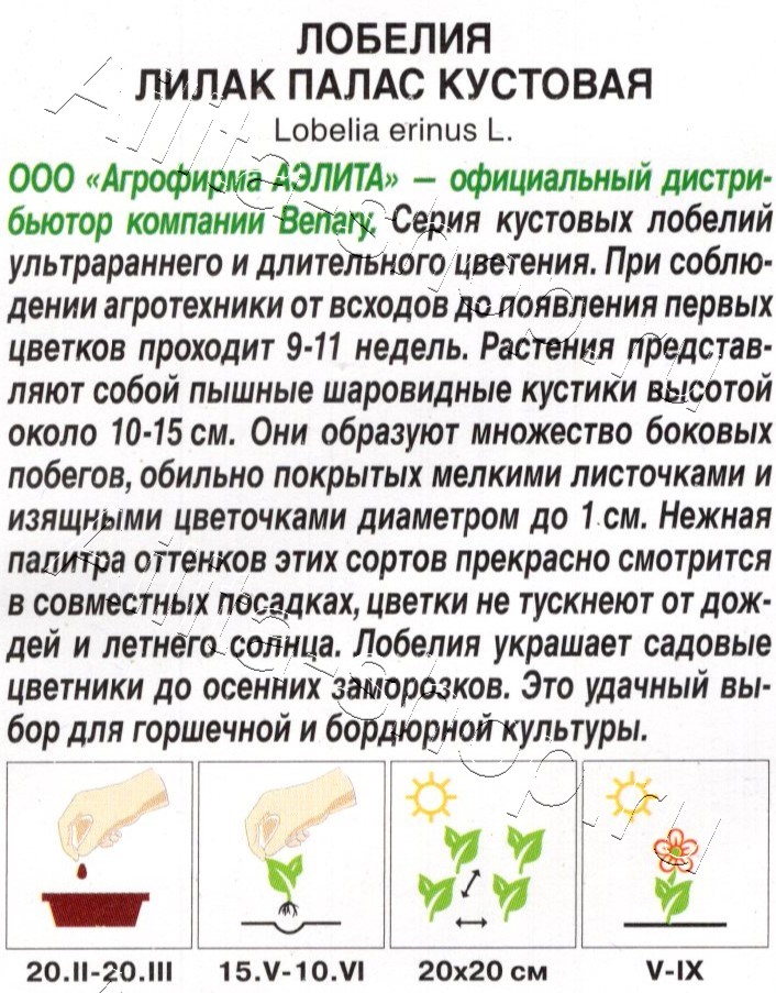 Лобелия Лилак палас кустовая 5шт