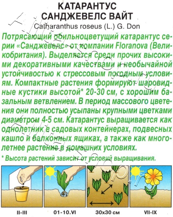 Катарантус Санджевелс вайт 7шт