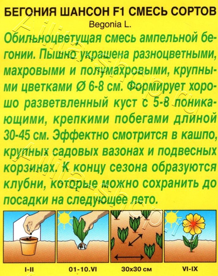 Бегония ампельная Шансон F1, смесь окрасок 10шт