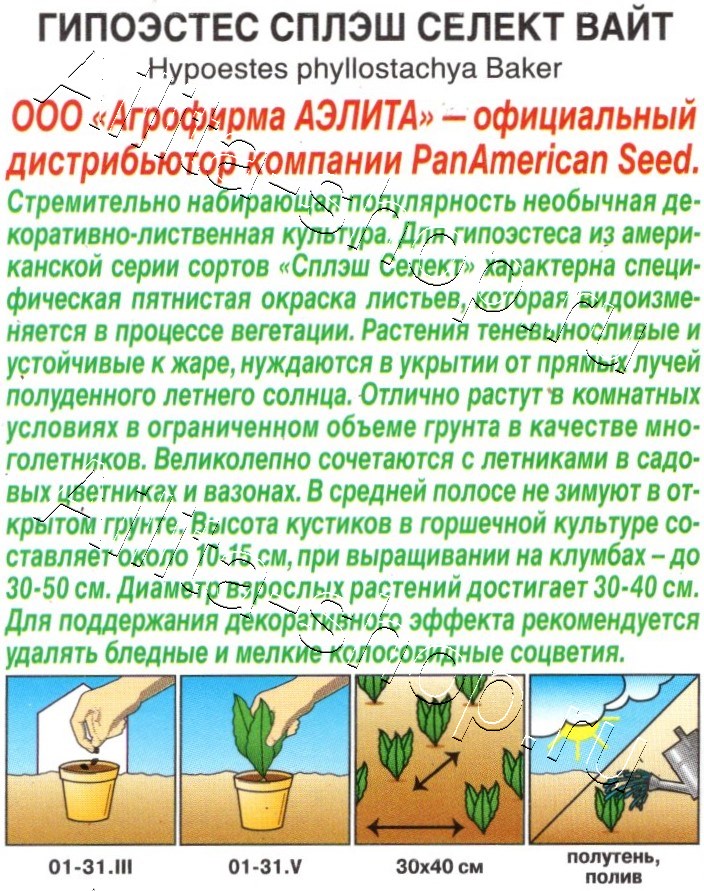 Гипоэстес Сплэш селект вайт 7шт