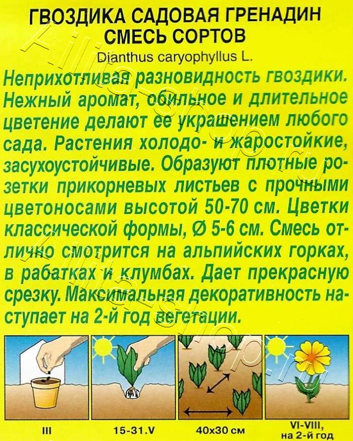 Гвоздика садовая Гренадин, смесь сортов 0,05г