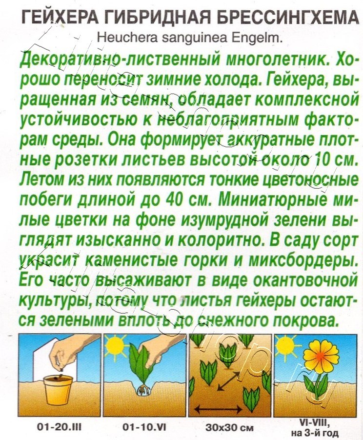 Гейхера гибридная Брессингхема 0,05г