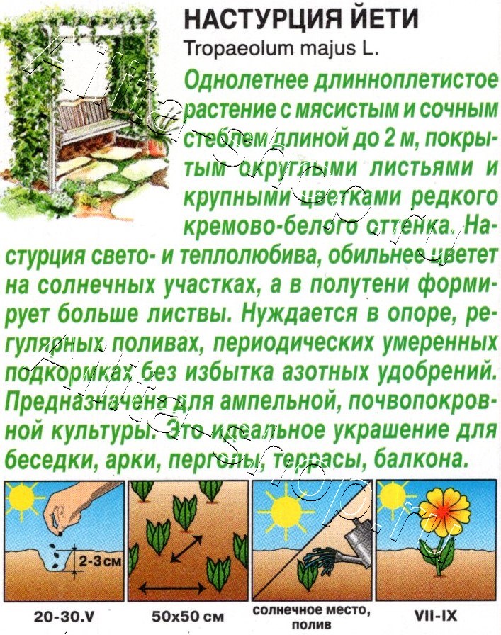 Настурция Йети 1г