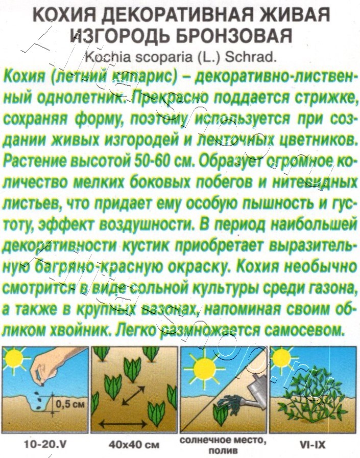 Кохия Живая изгородь бронзовая 0,1г
