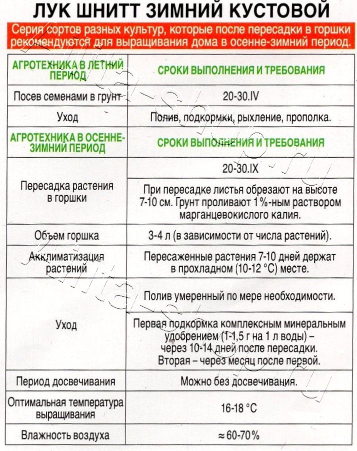 Лук шнитт Зимний кустовой 0,3г