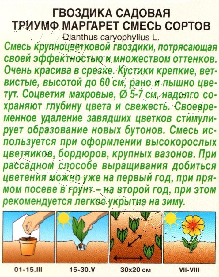 Гвоздика садовая Триумф Маргарет, смесь сортов 0,05г