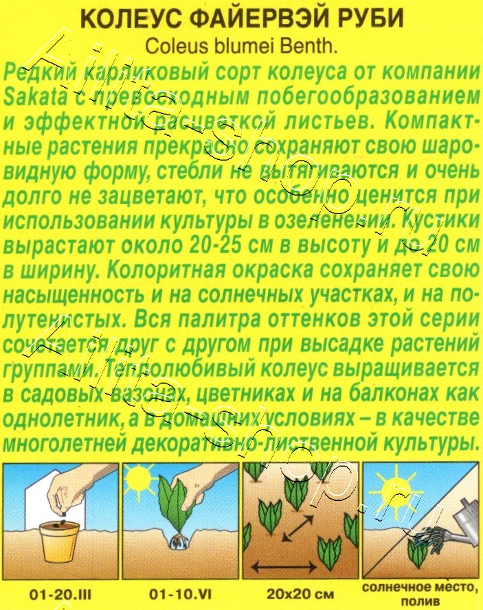 Колеус Файервэй руби 5шт