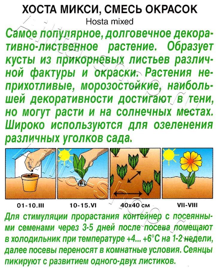 Хоста Микси, смесь окрасок 7шт