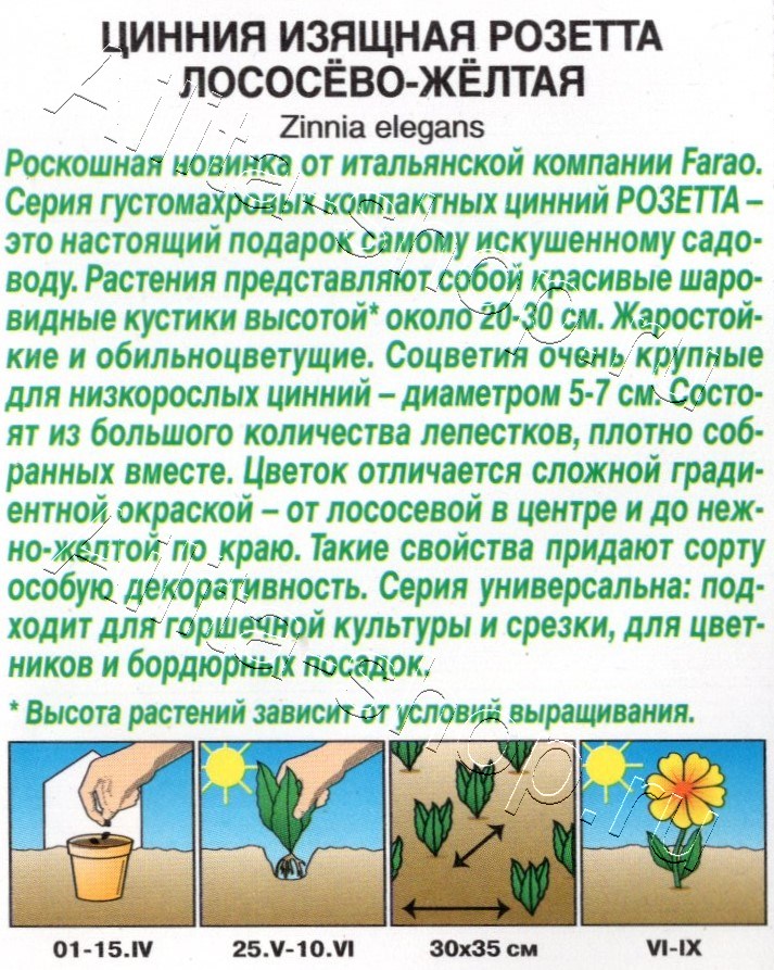 Цинния Розетта лососево-желтая 10шт