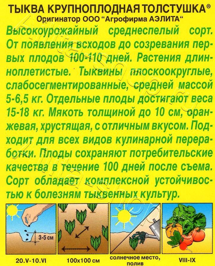 Тыква крупноплодная Толстушка 1г