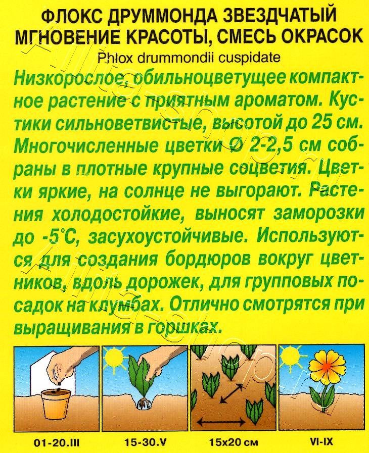 Флокс Мгновение красоты, смесь окрасок 0,1г