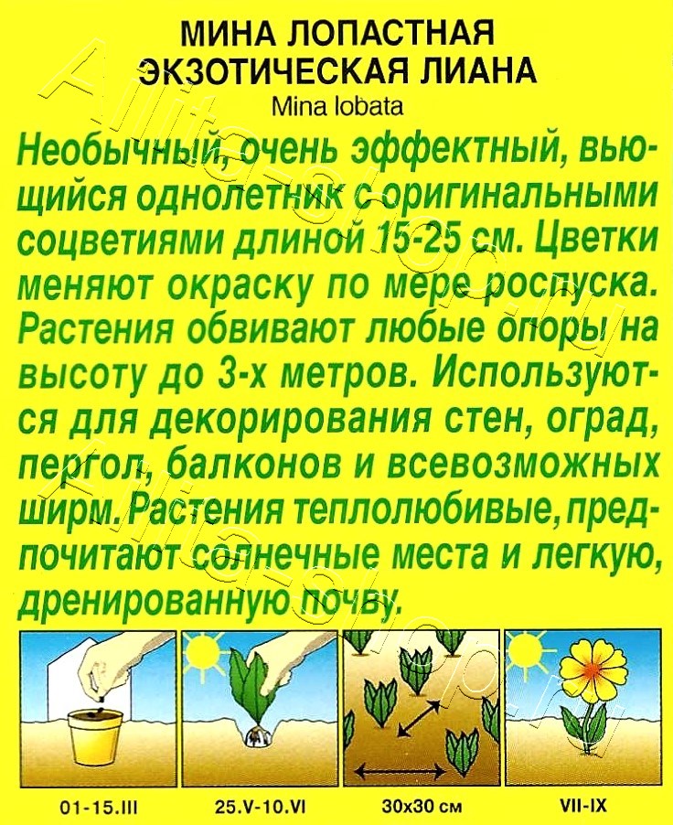 Вьюнок Экзотическая лиана 0,4г