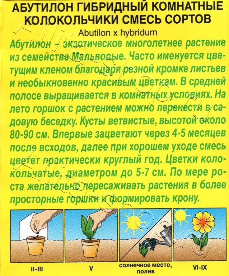 Абутилон Комнатные колокольчики, смесь сортов 15шт