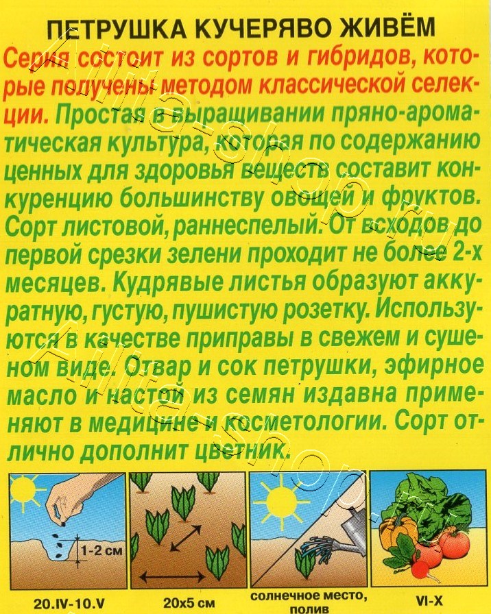 Петрушка кудрявая Кучеряво живем 2г