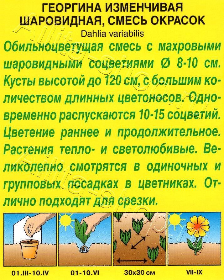 Георгина Шаровидная, смесь окрасок 0,2г