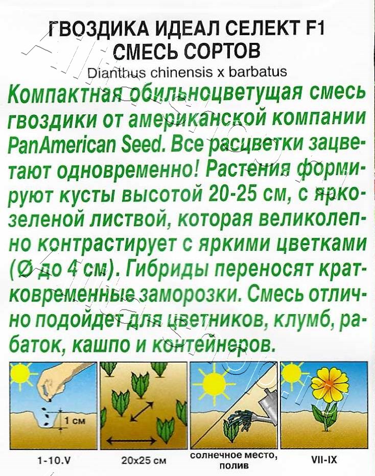 Гвоздика гибридная Идеал селект F1, смесь сортов 7шт