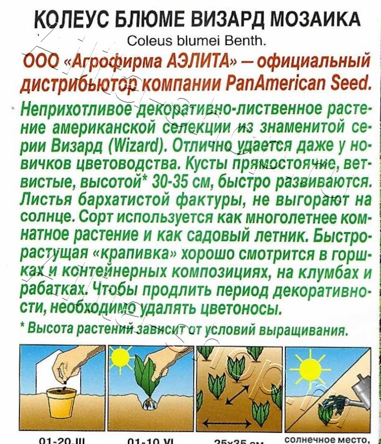 Колеус блюме Мозаика 5шт