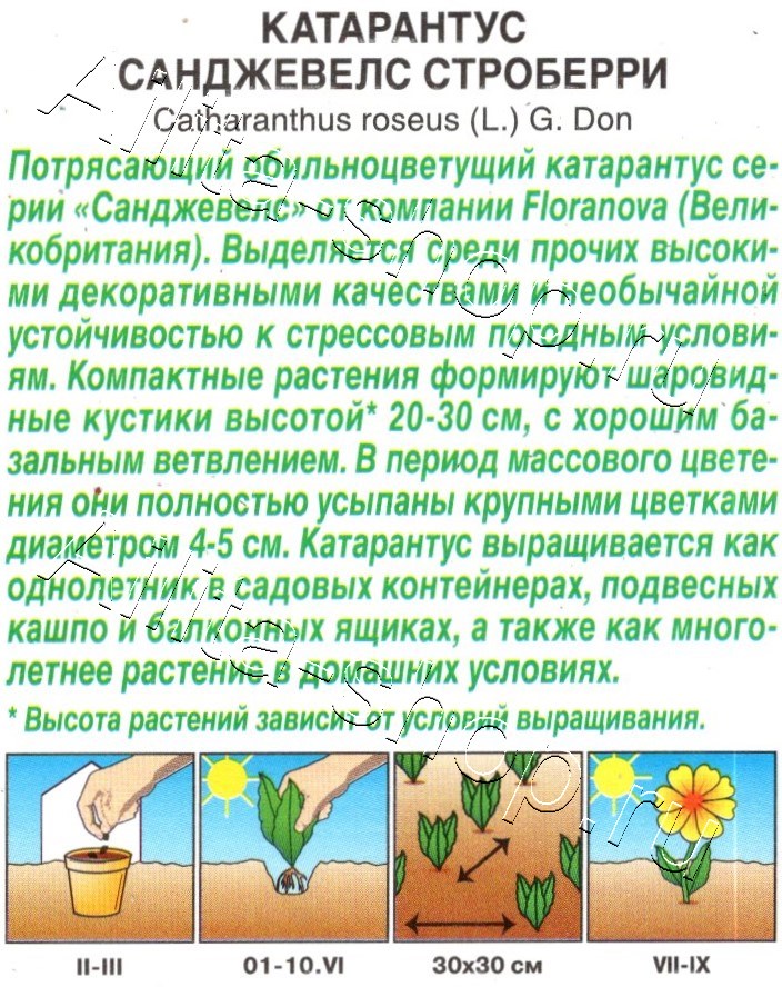 Катарантус Санджевелс строберри 7шт
