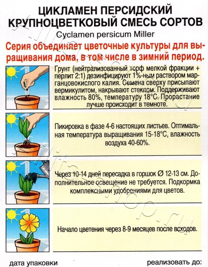 Цикламен Крупноцветковый, смесь сортов 3шт