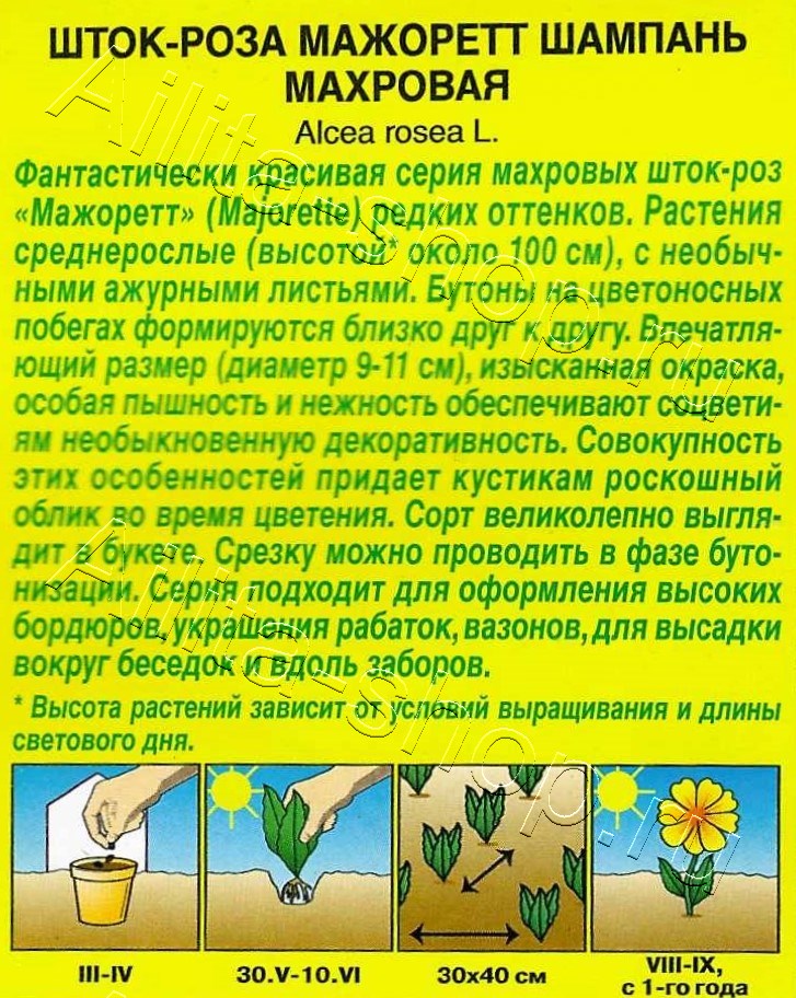 Шток-роза Мажоретт шампань махровая 10шт