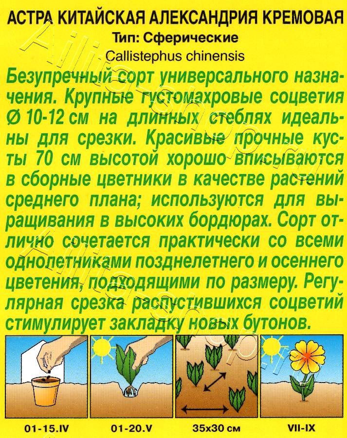 Астра Александрия кремовая 0,1г