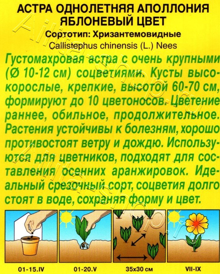 Астра Аполлония яблоневый цвет 0,2г