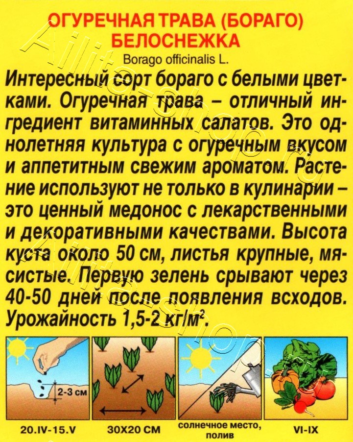 Огуречная трава Белоснежка 15шт