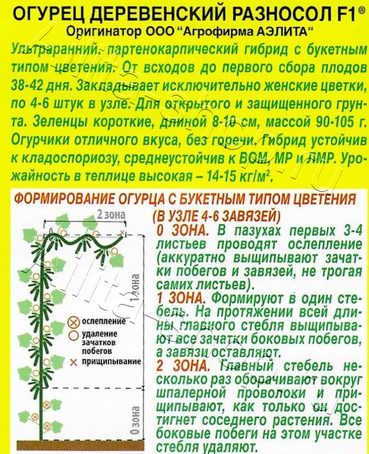 Огурец Деревенский разносол F1 10шт