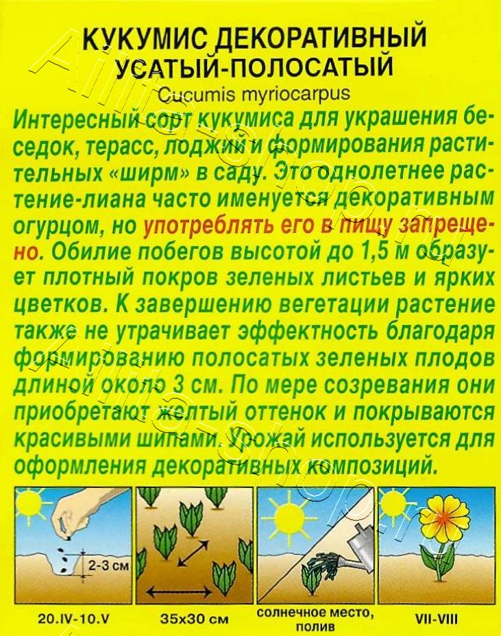 Кукумис декоративный Усатый-полосатый 5шт