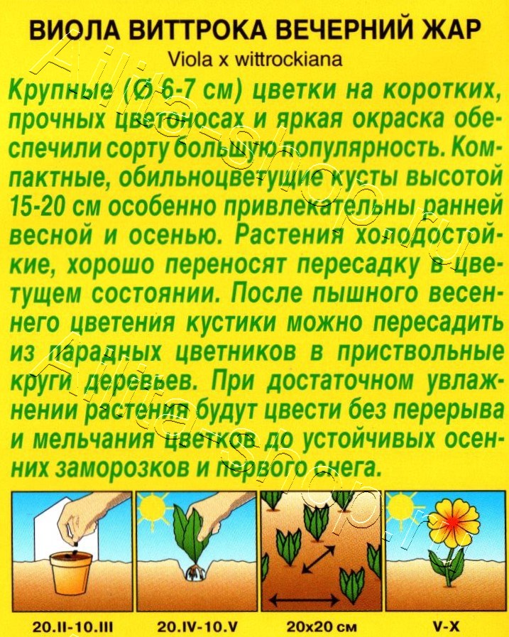 Виола Вечерний жар 20шт