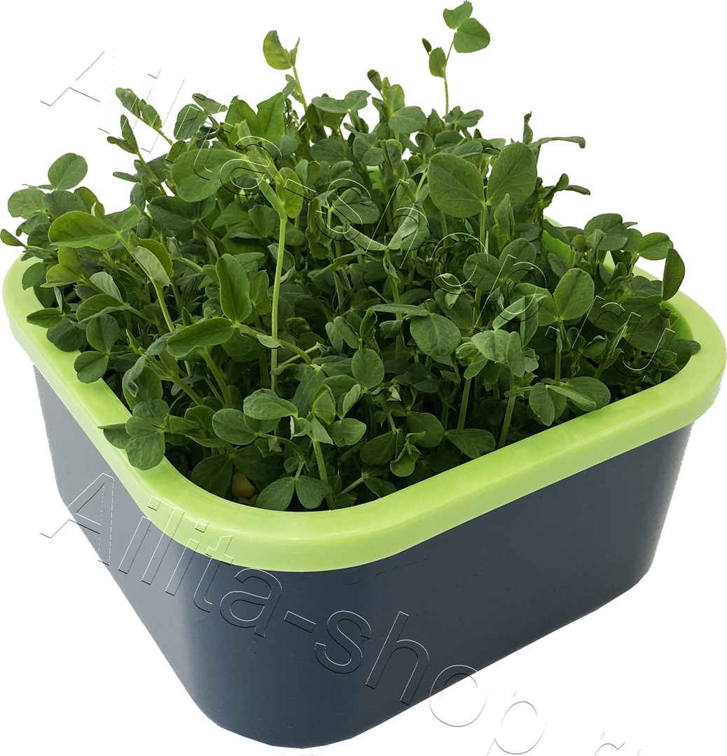 Проращиватель "Моя микрозелень" 1шт