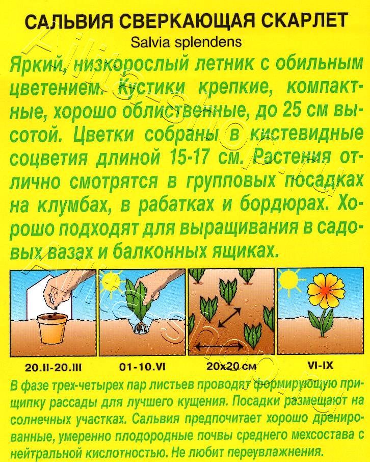 Сальвия сверкающая Скарлет 0,1г