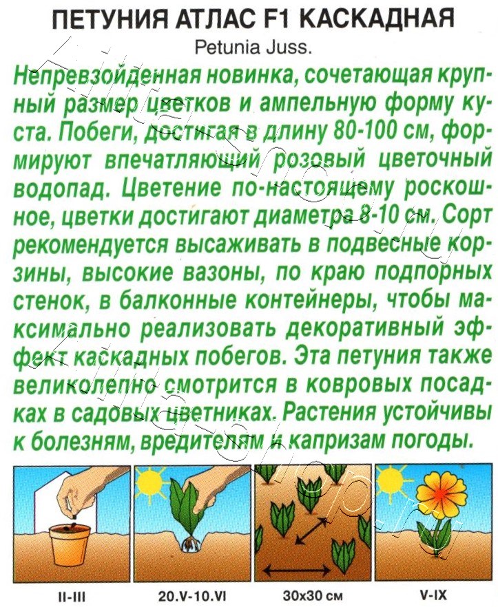 Петуния Атлас каскадная F1 5шт