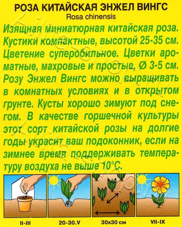 Роза китайская Энжел Вингс 10шт