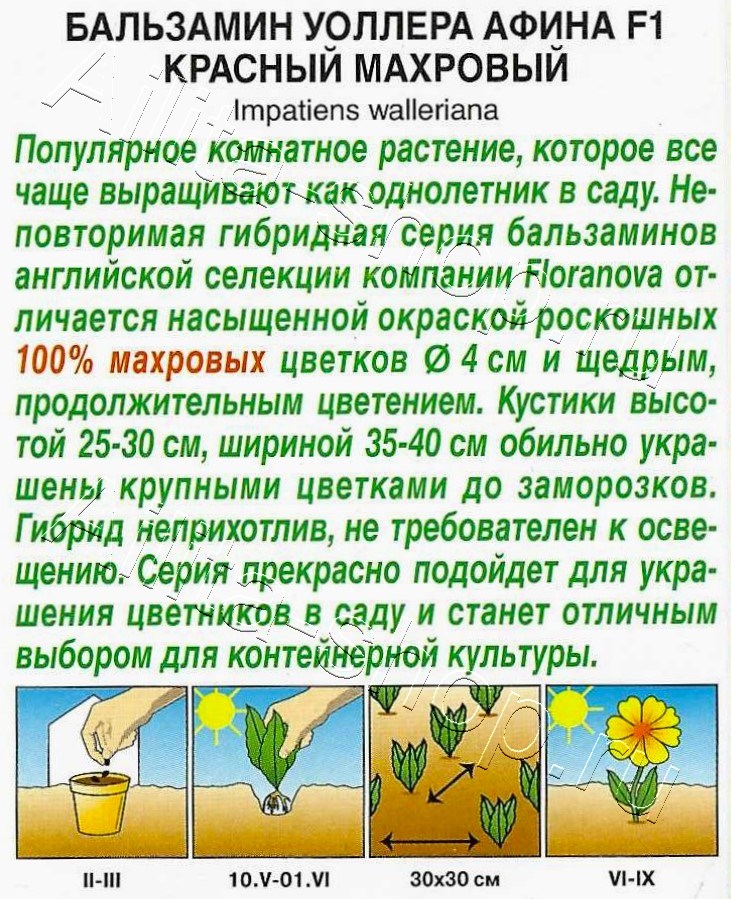 Бальзамин Афина F1 красный махровый