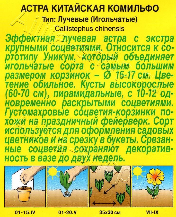 Астра Комильфо игольчатая 0,2г