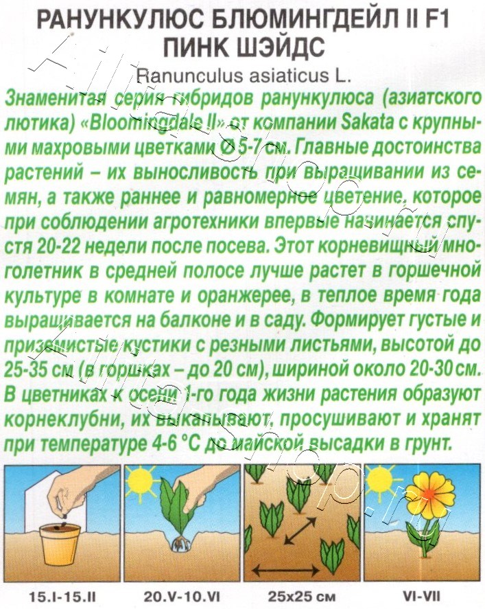 Ранункулюс Блюмингдейл II F1 пинк шэйдс 3шт