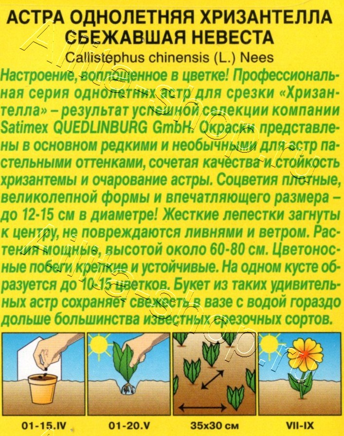 Астра Хризантелла сбежавшая невеста 15шт